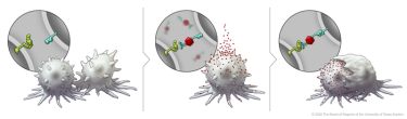 After BiTN particles (red), which include the "eat me" signal (teal), are attached to the cancer cell, the immune cell recognizes the cell to ingest it.