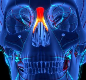 Human Skeleton System Skull Bone Parts Nasal Bones Anatomy. 3D