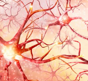 peripheral nerve