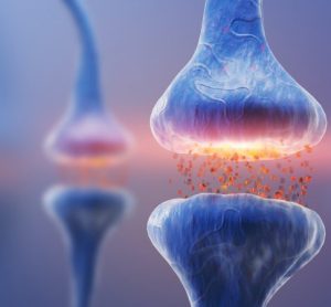 RhoA protein function in nerve cell