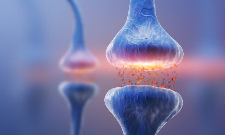 RhoA protein function in nerve cell