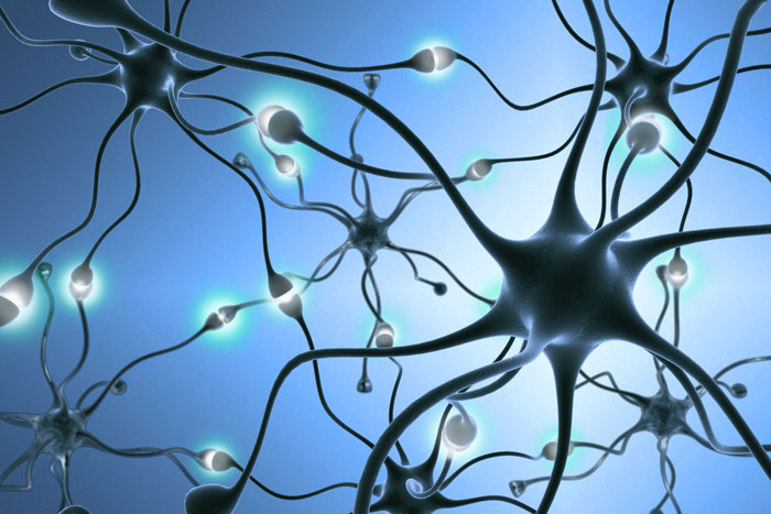 Specific set of nerve cells controls seizures’ spread through brain