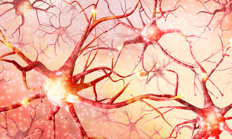 peripheral nerve