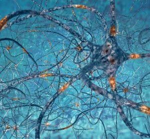 networkd of interconnected nerves