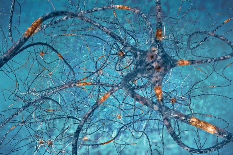 networkd of interconnected nerves