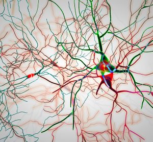 neurons in master controller regions