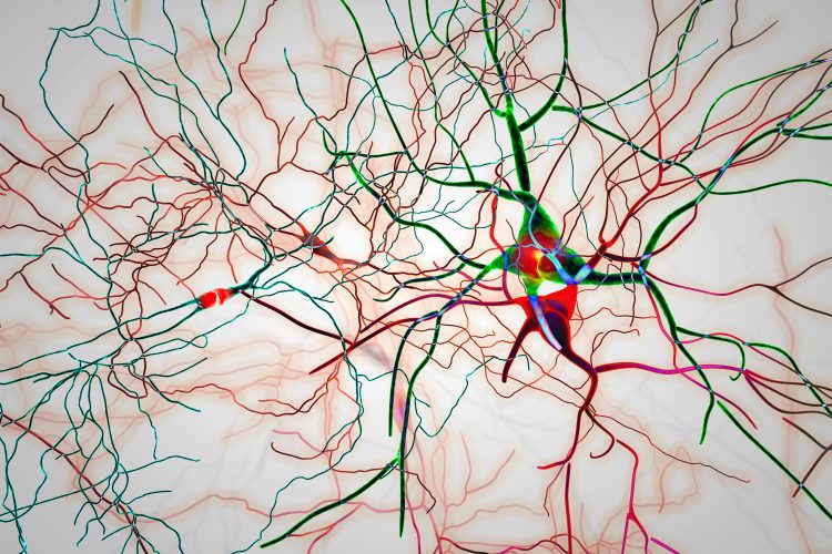 neurons in master controller regions