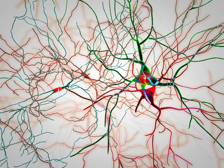 neurons in master controller regions