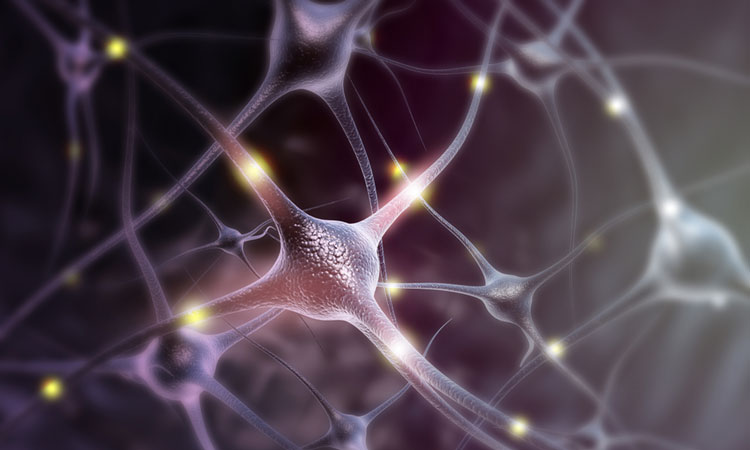 neurons