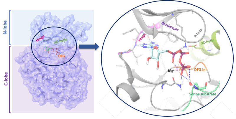 Structure of a kinase. The N-lobe is connected by a hinge to the C-lobe. The position of the C-helix together with the Asp-Phe-Gly (DFG) motif (in-out mode) serves as indicator of active/inactive kinase state. The ATP binding cleft and gatekeeper are also shown