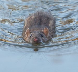 nile rat