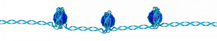 three nucleosomes, on a single strand of DNA