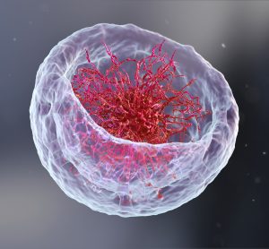 Artist impression of a nucleus, cut open to reveal DNA with chromatin core inside