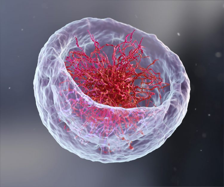 Artist impression of a nucleus, cut open to reveal DNA with chromatin core inside