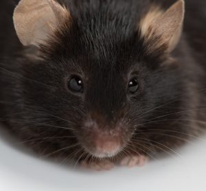 obese black mouse