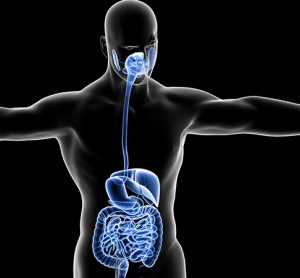 human digestive system anatomy 3d illustration