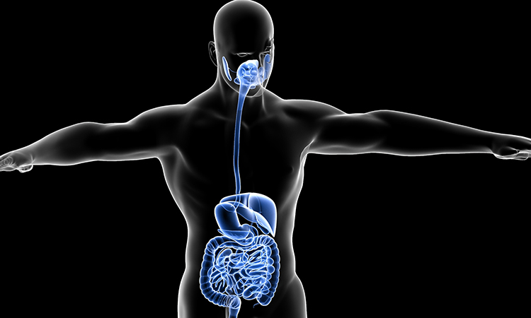 human digestive system anatomy 3d illustration