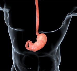 Human Stomach Anatomy the stomach is located between the oesophagus and the small intestine. It secretes digestive enzymes and gastric acid to aid in food digestion..3D