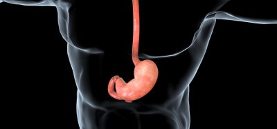 Human Stomach Anatomy the stomach is located between the oesophagus and the small intestine. It secretes digestive enzymes and gastric acid to aid in food digestion..3D