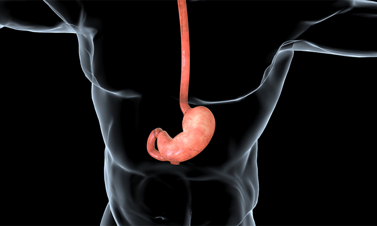 Human Stomach Anatomy the stomach is located between the oesophagus and the small intestine. It secretes digestive enzymes and gastric acid to aid in food digestion..3D