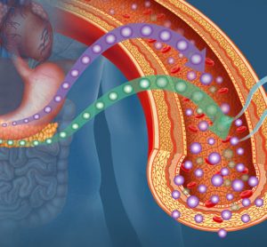oestrogen-type-2-diabetes