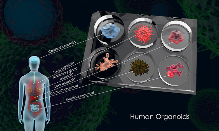 Three-dimensional illustration of common human organoids