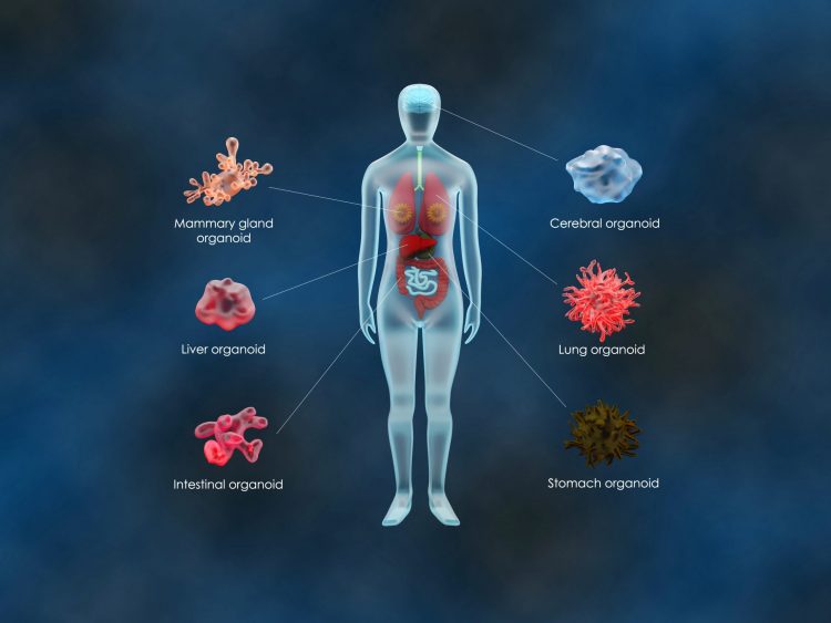 diagram of different organoids from different bodily tissues, including brain, stomach and lung