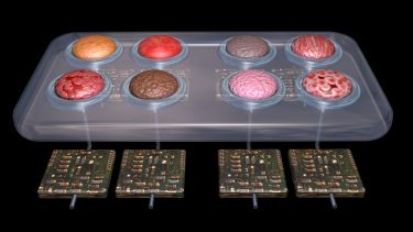 artist impression of different tissue types loaded onto chips