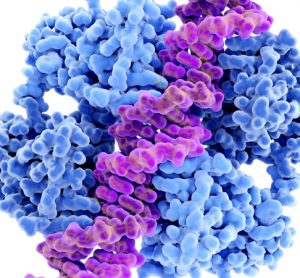 p53 gene