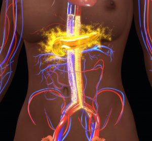 glowing yellow pancreas and red and blue blood wessels in the anatomy of a human