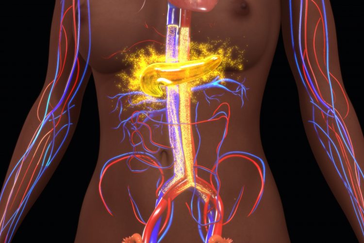 glowing yellow pancreas and red and blue blood wessels in the anatomy of a human