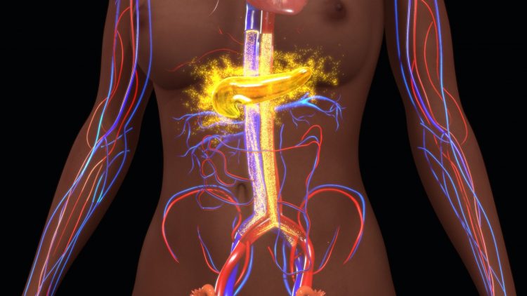 glowing yellow pancreas and red and blue blood wessels in the anatomy of a human