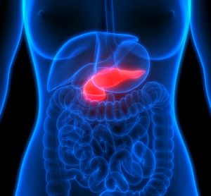 pancreas highlighted in torso