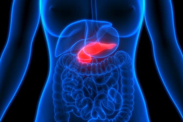 pancreas highlighted in torso