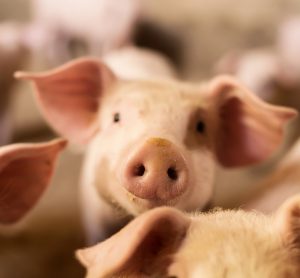 pink pigs