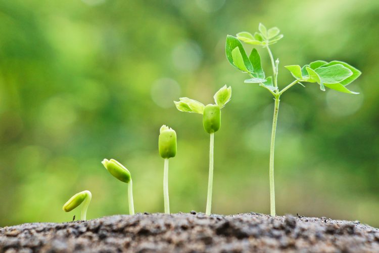 stages of plant growth from small shoot on the left to larger leafed plant on the right