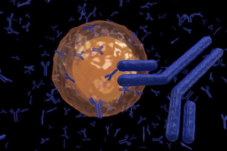 plasma B cells