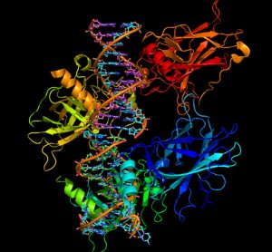A ribbon model of molecules of protein p53 binding to a strand of DNA. The majority of human cancers involve mutations which make this protein inactive.