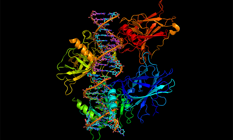 A ribbon model of molecules of protein p53 binding to a strand of DNA. The majority of human cancers involve mutations which make this protein inactive.