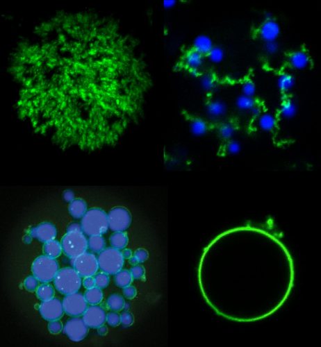 Images of the different particle shapes with the different types of protein highlighted in green and blue