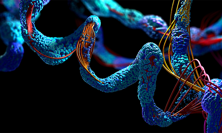A chain of amino acids or biomolecules called a protein - 3d illustration