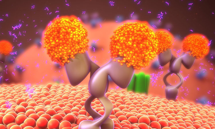 receptor protein neuropathy