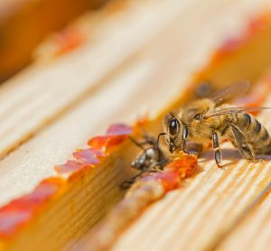 Bees laying red propolis at the edges of their hive. The propolis resin protects the hive from bacteria and fungus.