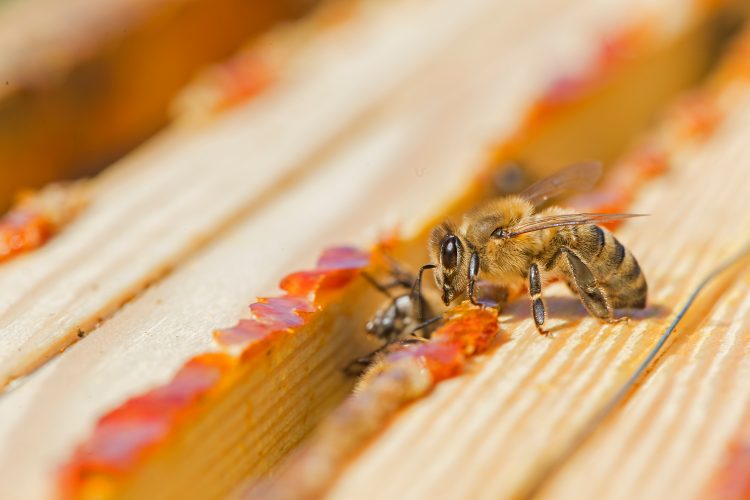 Bees laying red propolis at the edges of their hive. The propolis resin protects the hive from bacteria and fungus.