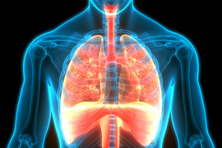 lungs, diaphram and pleural space highlighted in red