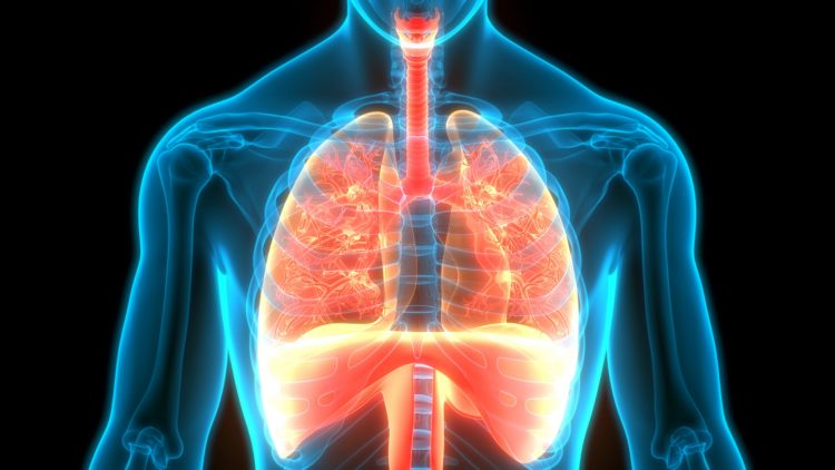 lungs, diaphram and pleural space highlighted in red