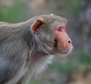 profile of a rhesus macaque, grey coated monkey with a pink face and ears