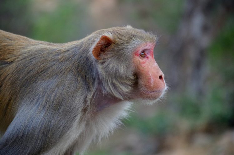profile of a rhesus macaque, grey coated monkey with a pink face and ears