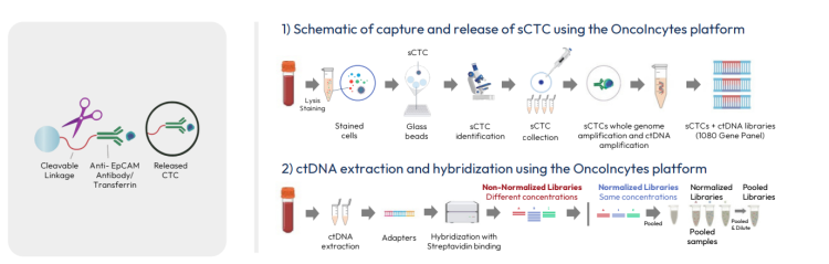schematic-sctc-oncolncytes-platform.png
