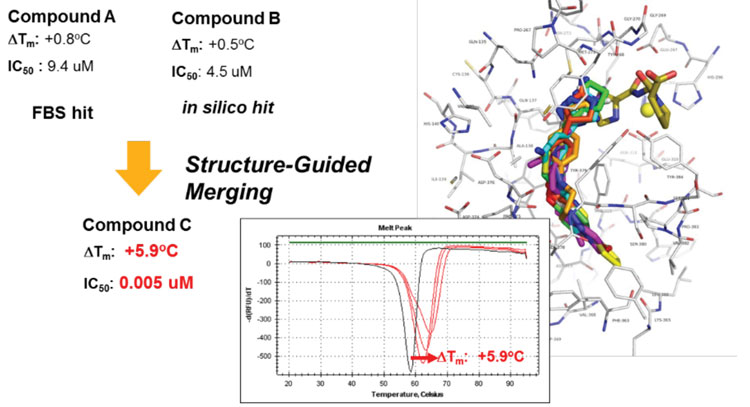 Figure 3: Ligands identified by fragment-based screening and in silico docking were merged and guided by co-crystal structures and biochemical assays to yield potent inhibitors